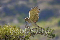 Schlangenadler - Zum Vergroessern klicken!